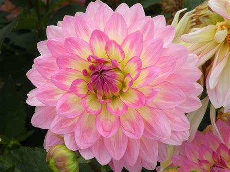 Swan island dahlia - The dahlia is a flower that is amazing. The blooms have many different styles and we take a look at some of them.